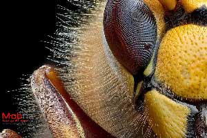 عکس های جالب از صورت زنبور گاوی از نمای نزدیک