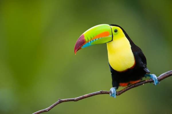 10 تا از زیباترین پرنده دنیا را بشناسید