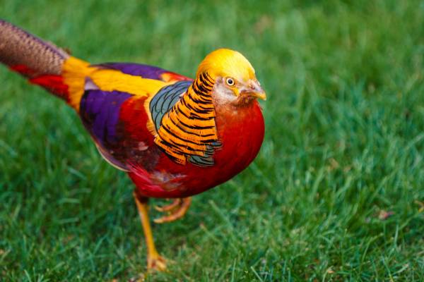 10 تا از زیباترین پرنده دنیا را بشناسید